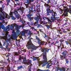 Rotblättriger Basilikum Dark Opal Bio - Aromatisch und tiefrot