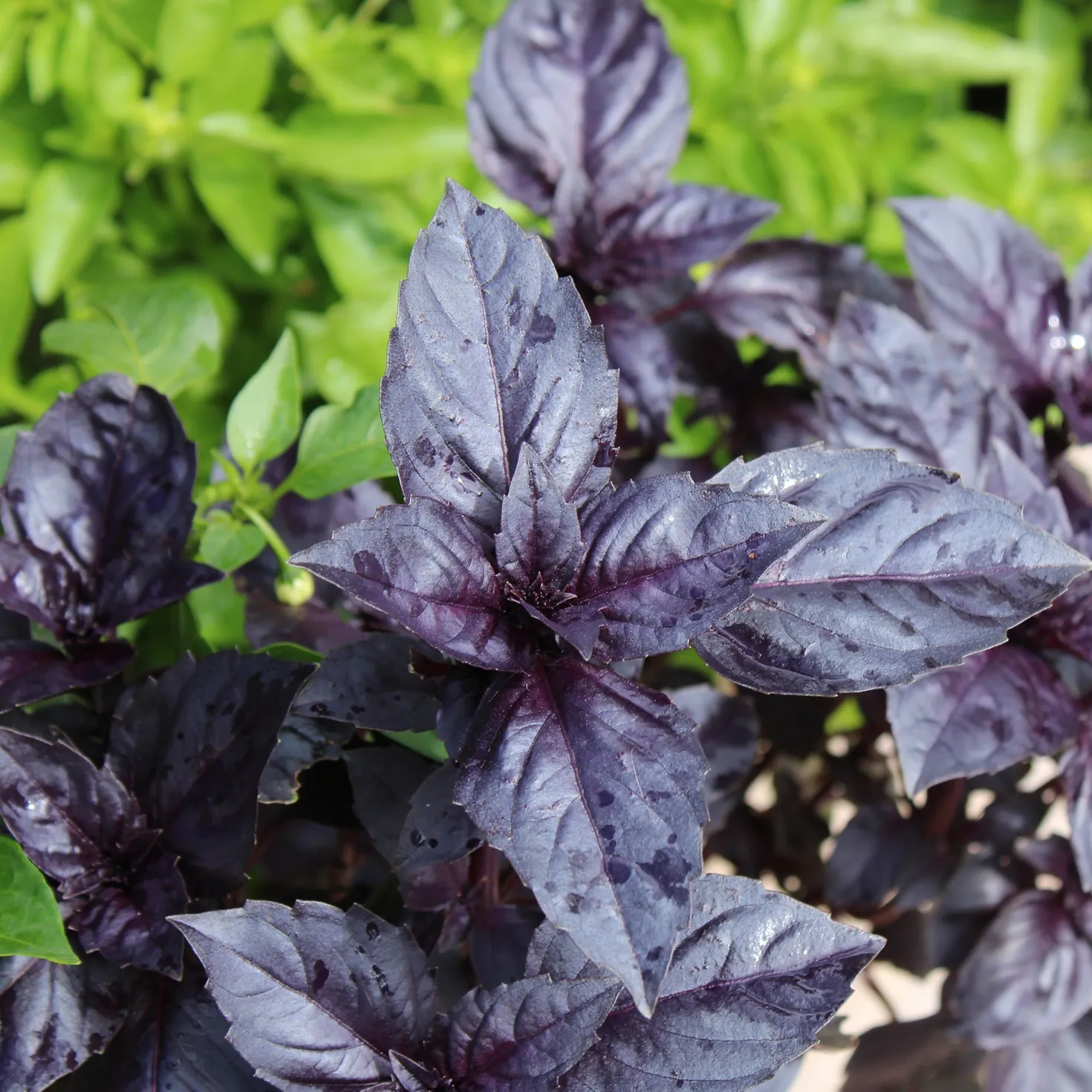 Rotblättriger Basilikum Dark Opal Bio - Aromatisch und tiefrot