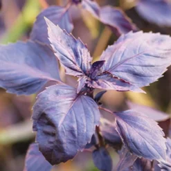 Rotblättriger Basilikum Dark Opal Bio - Aromatisch und tiefrot