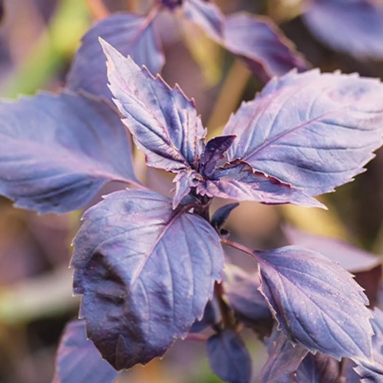 Rotblättriger Basilikum Dark Opal Bio - Aromatisch und tiefrot