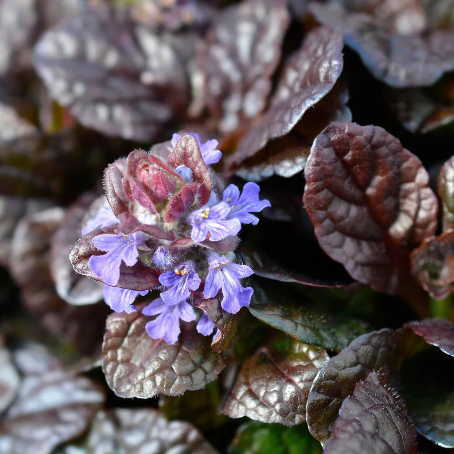 Rotblättriger Günsel 'Atropurpurea' - Roter Teppich für den Garten