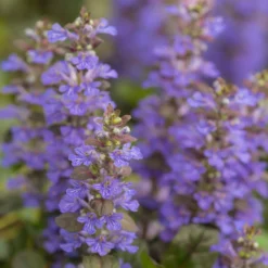 Rotblättriger Günsel 'Atropurpurea' - Roter Teppich für den Garten