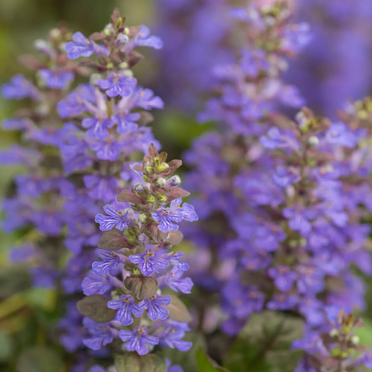 Rotblättriger Günsel 'Atropurpurea' - Roter Teppich für den Garten