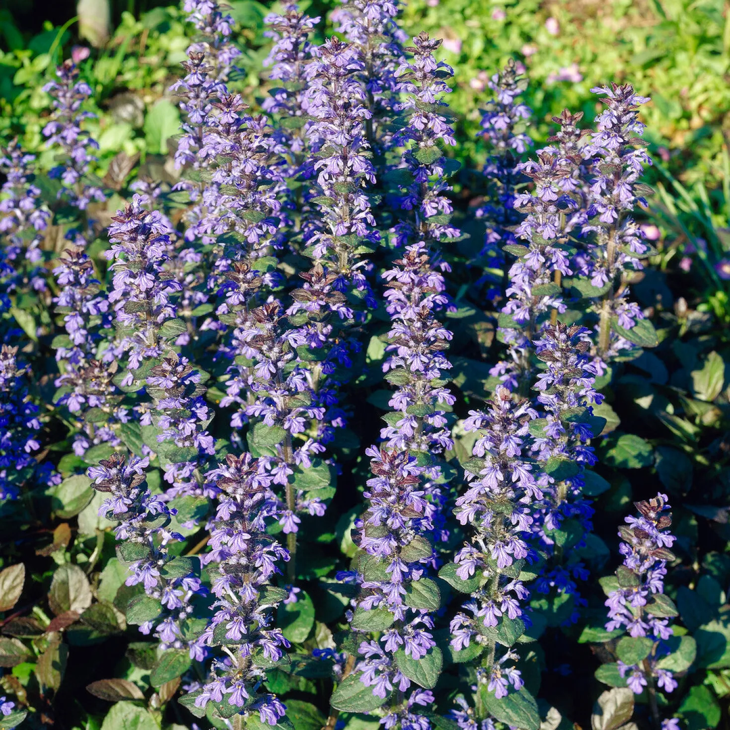 Rotblättriger Günsel 'Atropurpurea' - Roter Teppich für den Garten