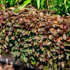 Rotblättriger Günsel 'Atropurpurea' - Roter Teppich für den Garten