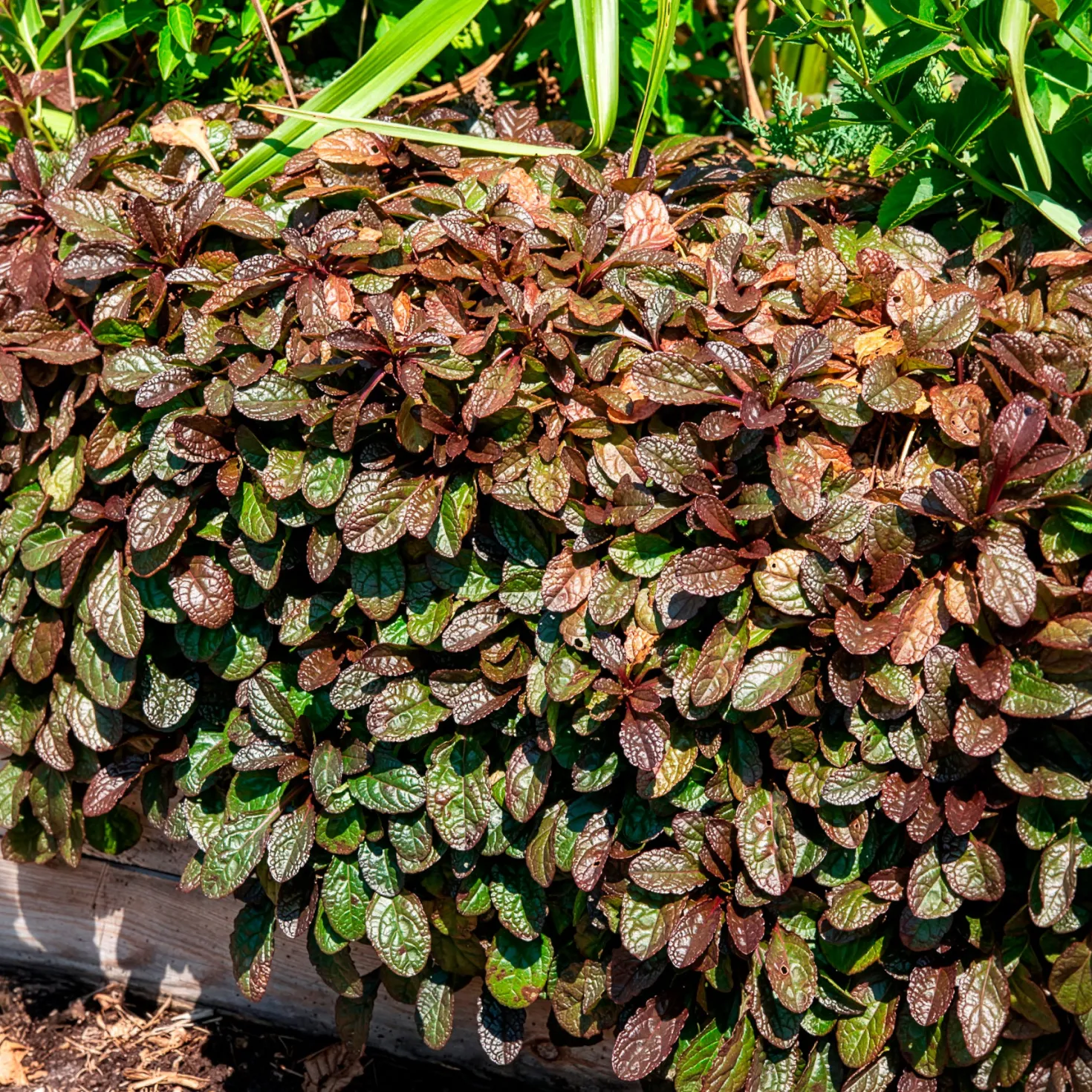 Rotblättriger Günsel 'Atropurpurea' - Roter Teppich für den Garten