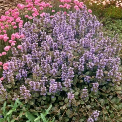 Rotblättriger Günsel 'Atropurpurea' - Roter Teppich für den Garten