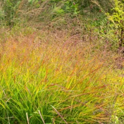 Rotbraune Rutenhirse - Herbstrot ohne Aufwand