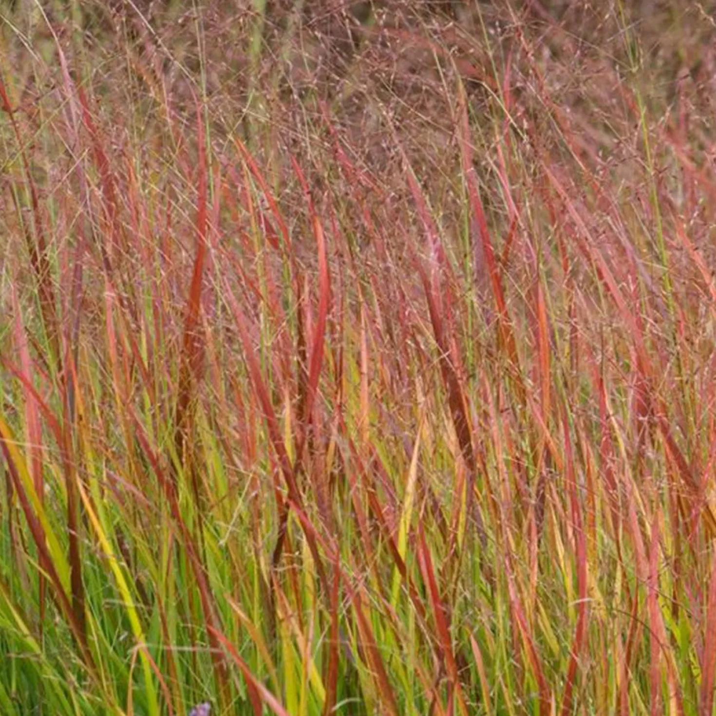 Rotbraune Rutenhirse - Herbstrot ohne Aufwand