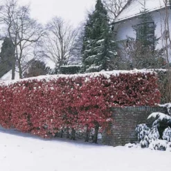 Rotbuche 'Atropurpurea' - Rote Hecke, echter Hingucker