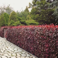 Rotbuche 'Atropurpurea' - Rote Hecke, echter Hingucker