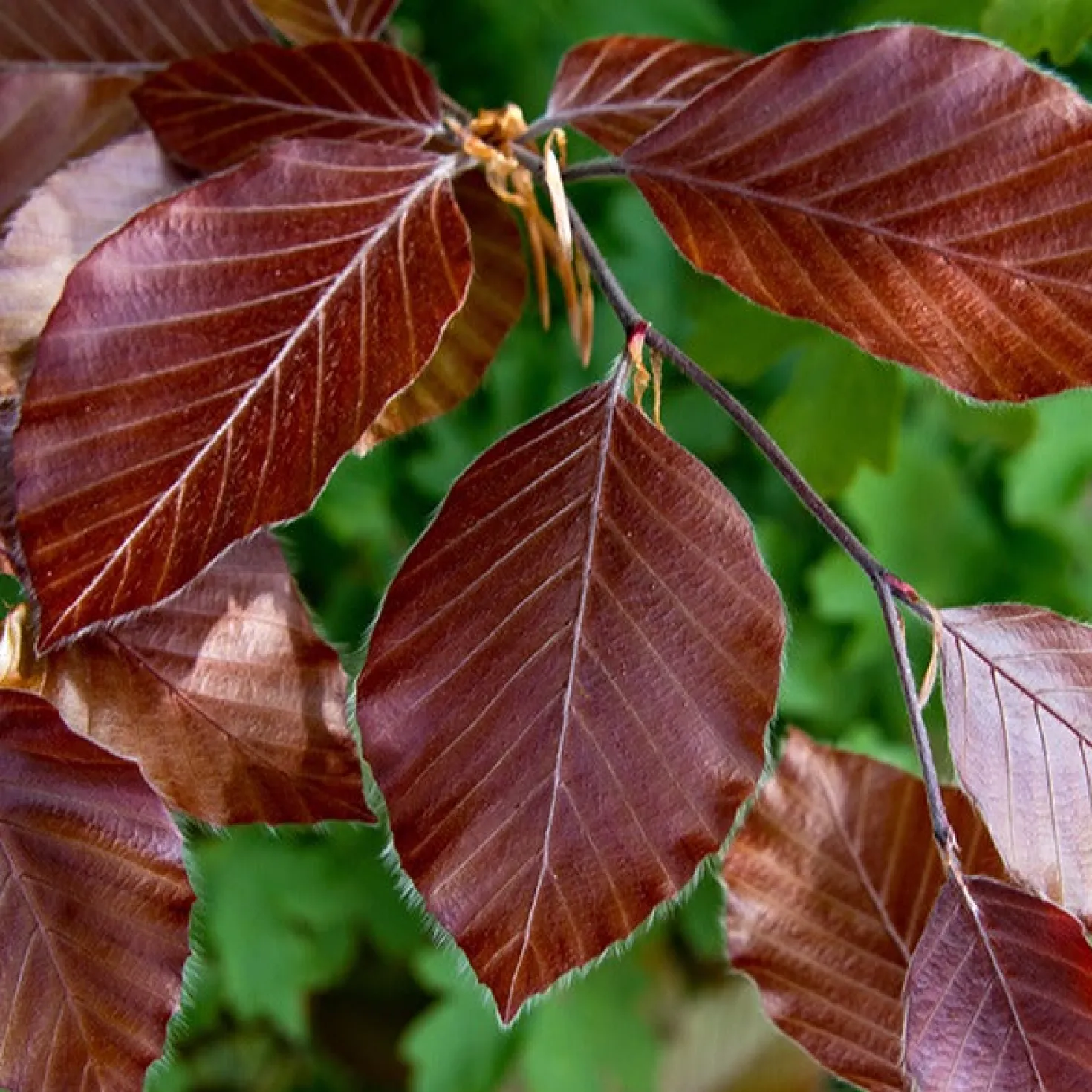 Rotbuche 'Atropurpurea' - Rote Hecke, echter Hingucker