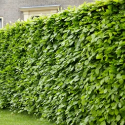 Rotbuche - Dichte Hecke, ganzjährig schön