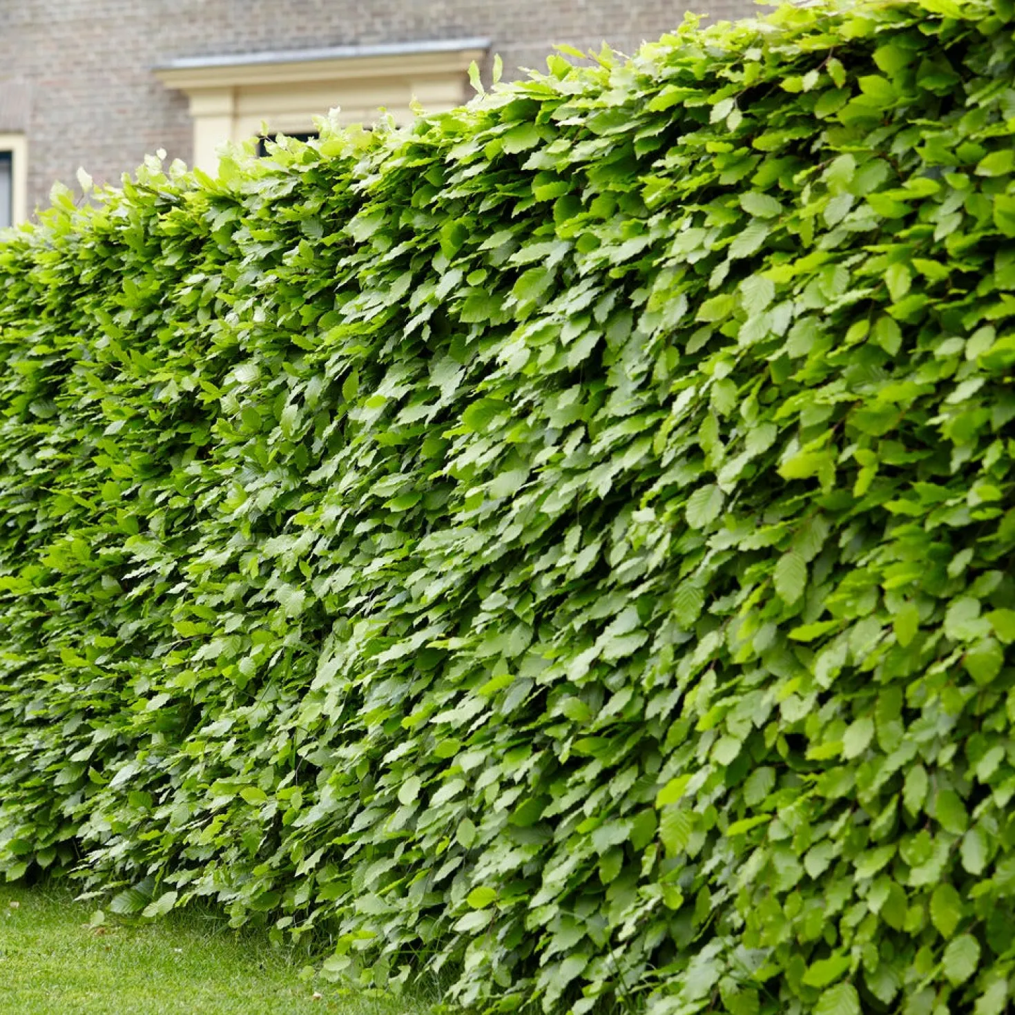 Rotbuche - Dichte Hecke, ganzjährig schön