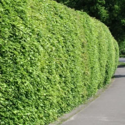 Rotbuche - Dichte Hecke, ganzjährig schön