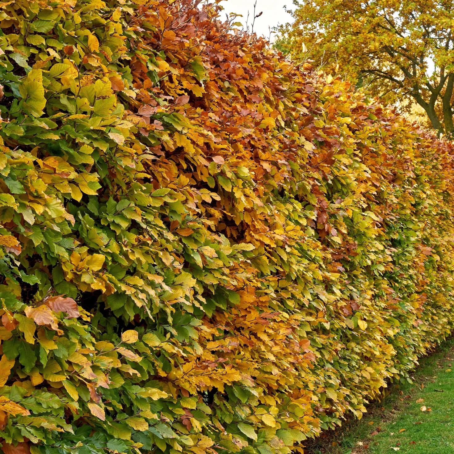 Rotbuche - Dichte Hecke, ganzjährig schön