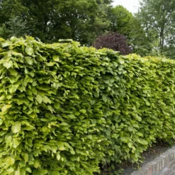 Rotbuche - Dichte Hecke, ganzjährig schön