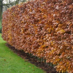 Rotbuche - Dichte Hecke, ganzjährig schön