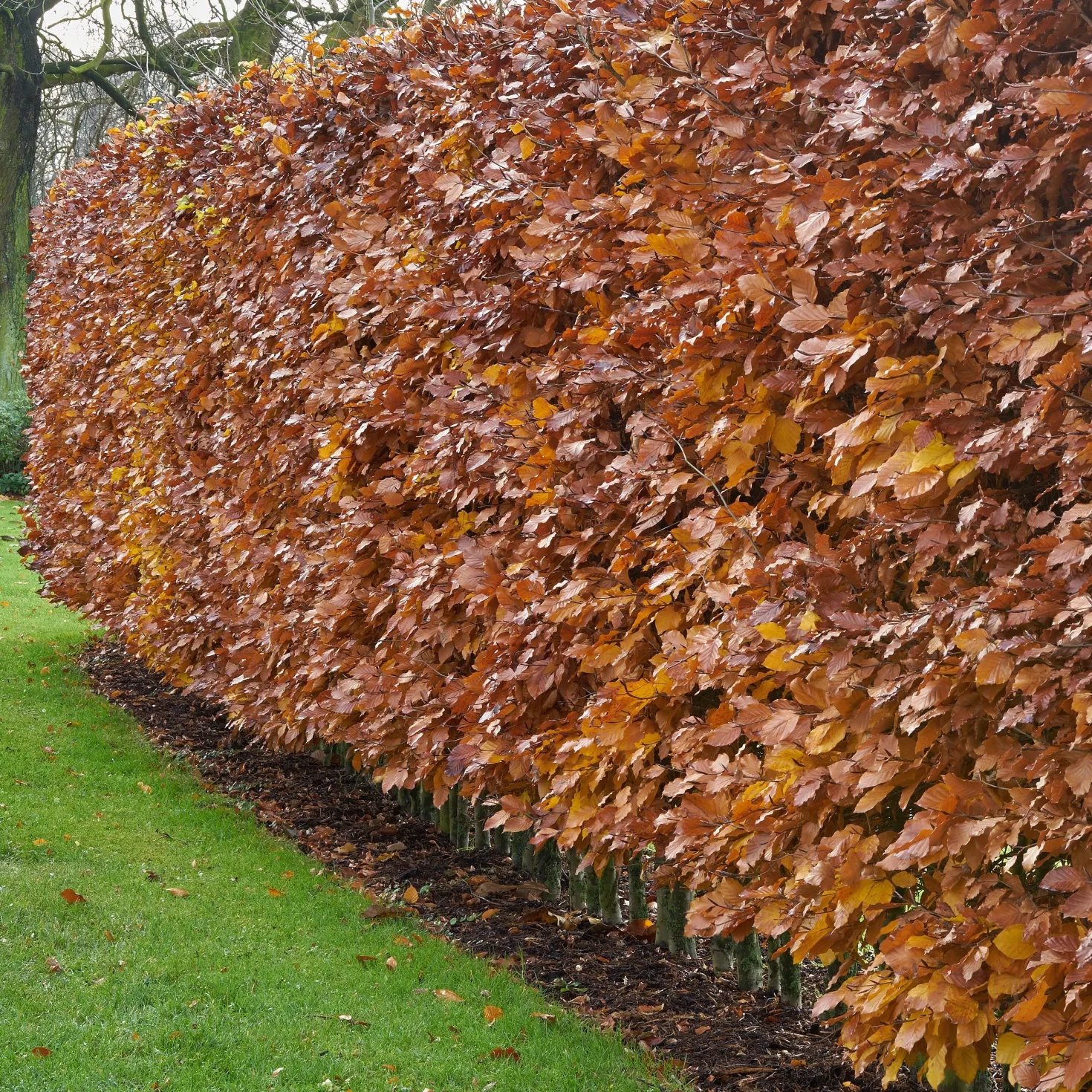 Rotbuche - Dichte Hecke, ganzjährig schön