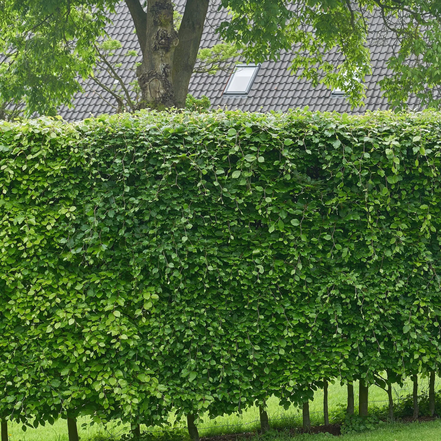 Rotbuche - Dichte Hecke, ganzjährig schön