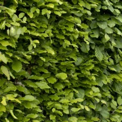 Rotbuche - Dichte Hecke, ganzjährig schön