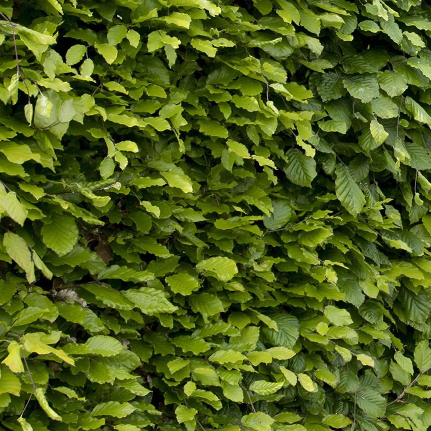 Rotbuche - Dichte Hecke, ganzjährig schön