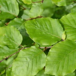Rotbuche - Dichte Hecke, ganzjährig schön