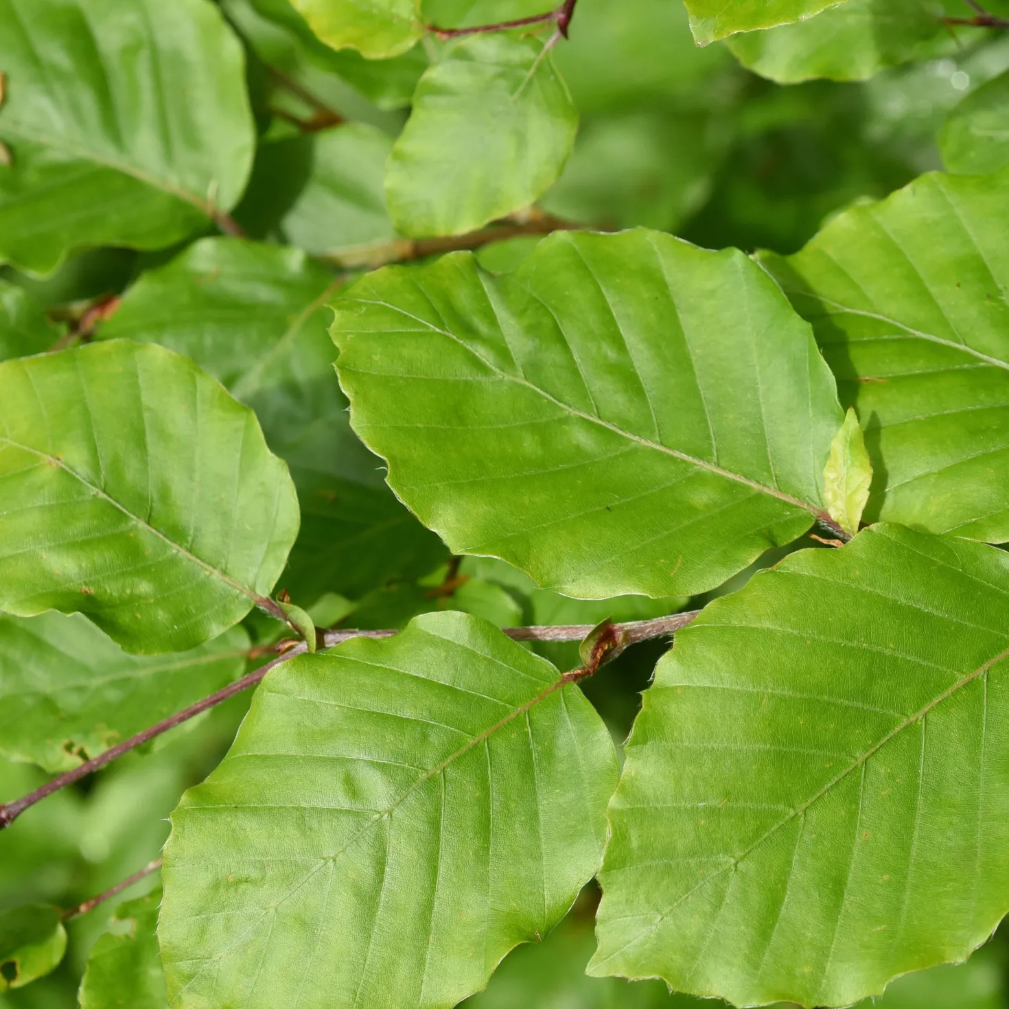 Rotbuche - Dichte Hecke, ganzjährig schön
