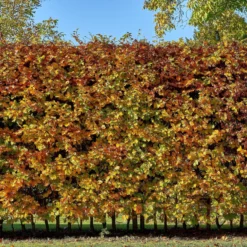 Rotbuche - Dichte Hecke, ganzjährig schön