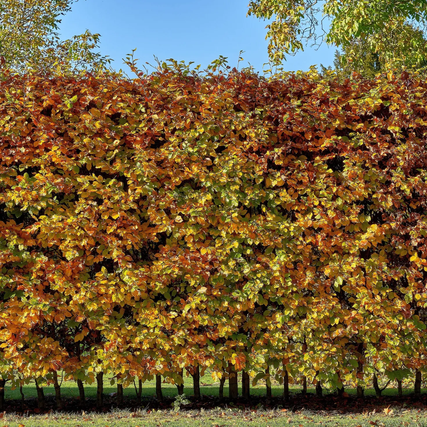Rotbuche - Dichte Hecke, ganzjährig schön