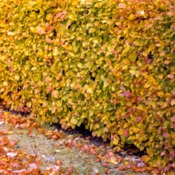 Rotbuche - Dichte Hecke, klare Struktur