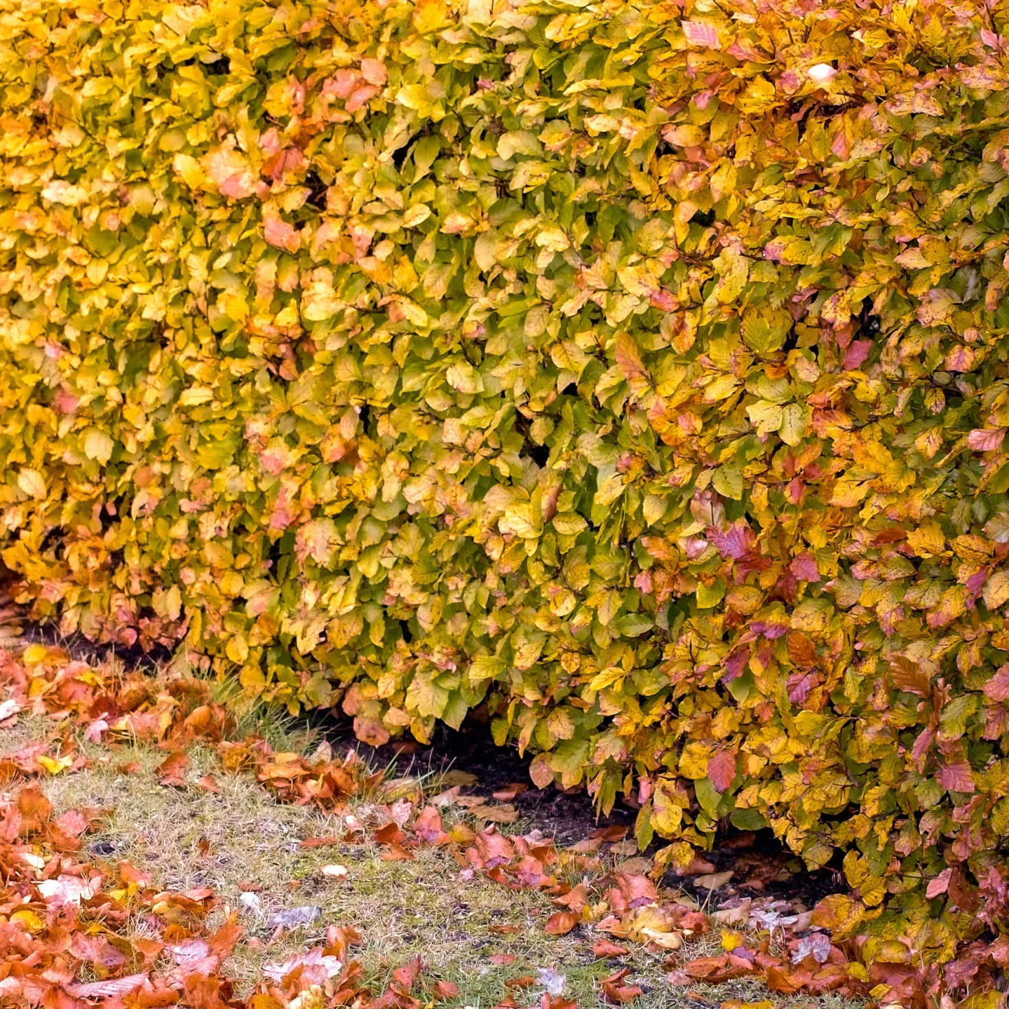 Rotbuche - Dichte Hecke, klare Struktur