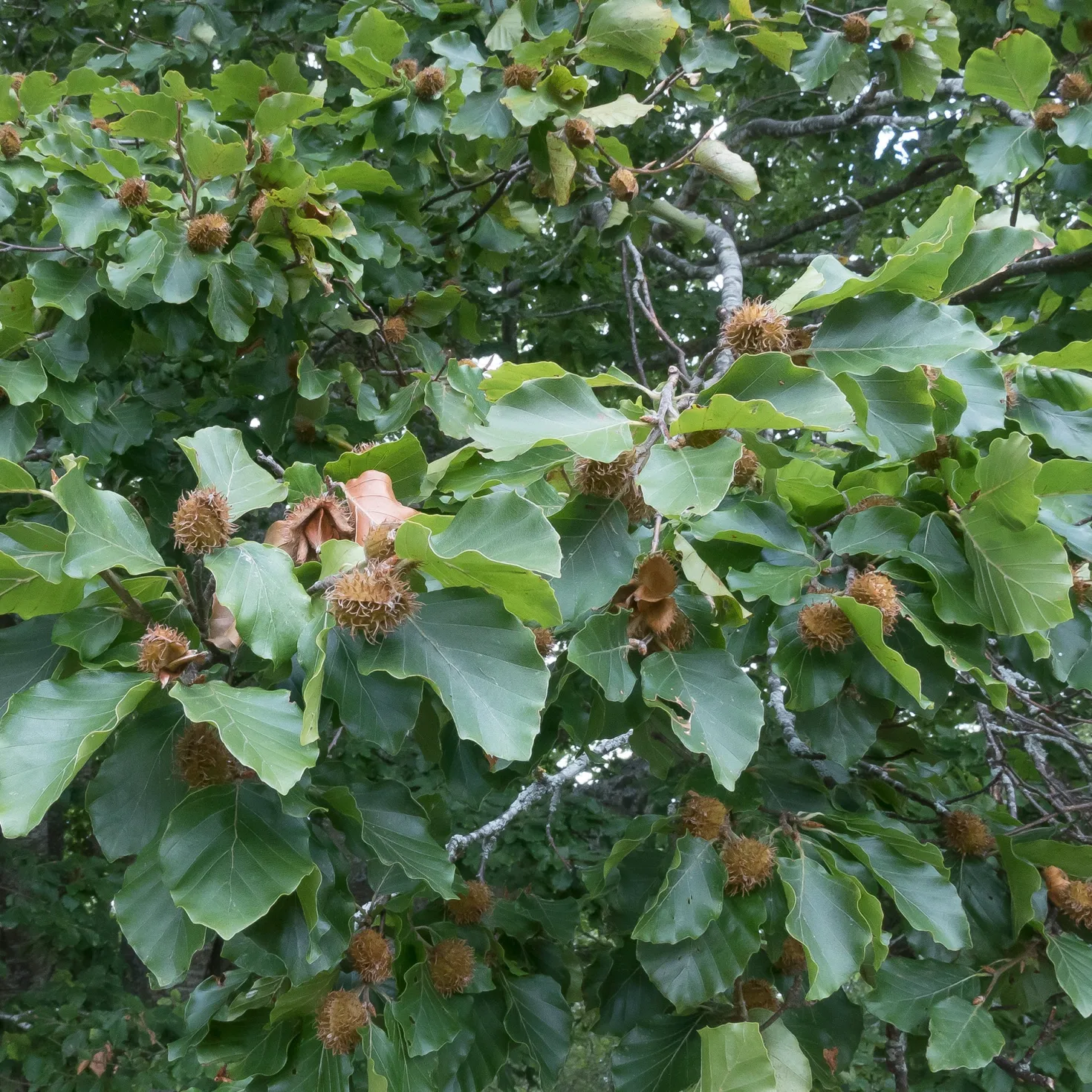 Rotbuche - Dichte Hecke, klare Struktur