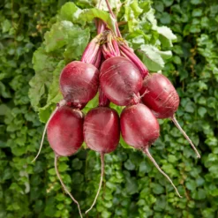 Rote Beete 'Kogel 2' - Süße Ernte ganz leicht