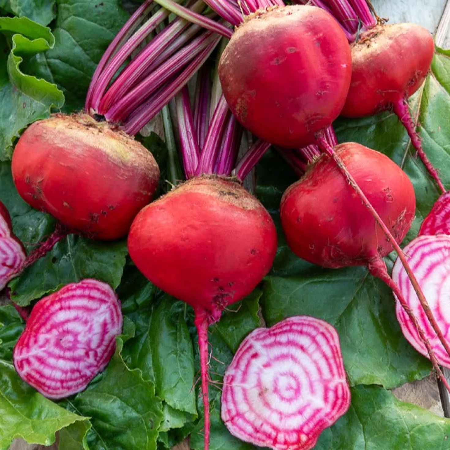 Rote Bete Chioggia - Rot-weiß gestreift und süß