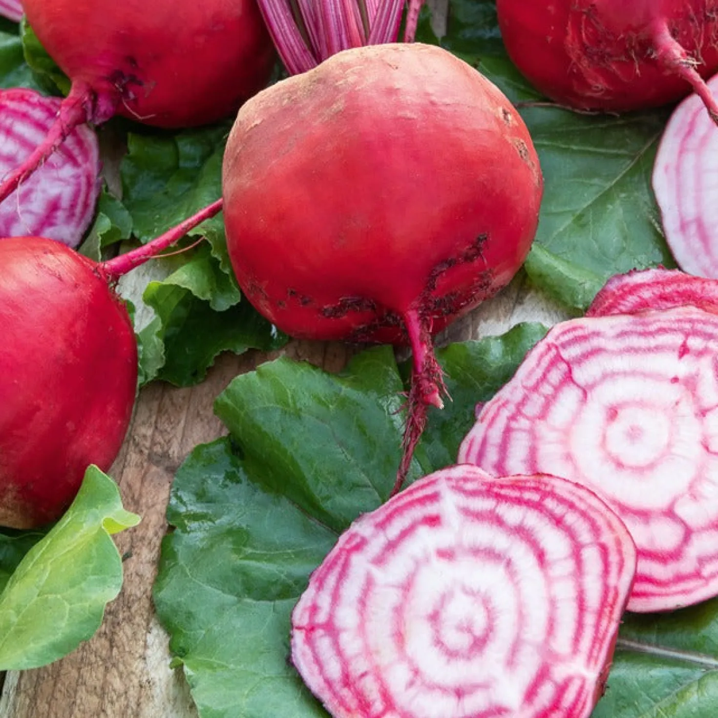 Rote Bete Chioggia - Rot-weiß gestreift und süß
