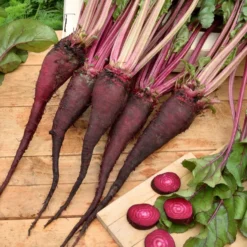 Rote Bete ‘Crapaudine’ - Süße Ernte, alte Sorte