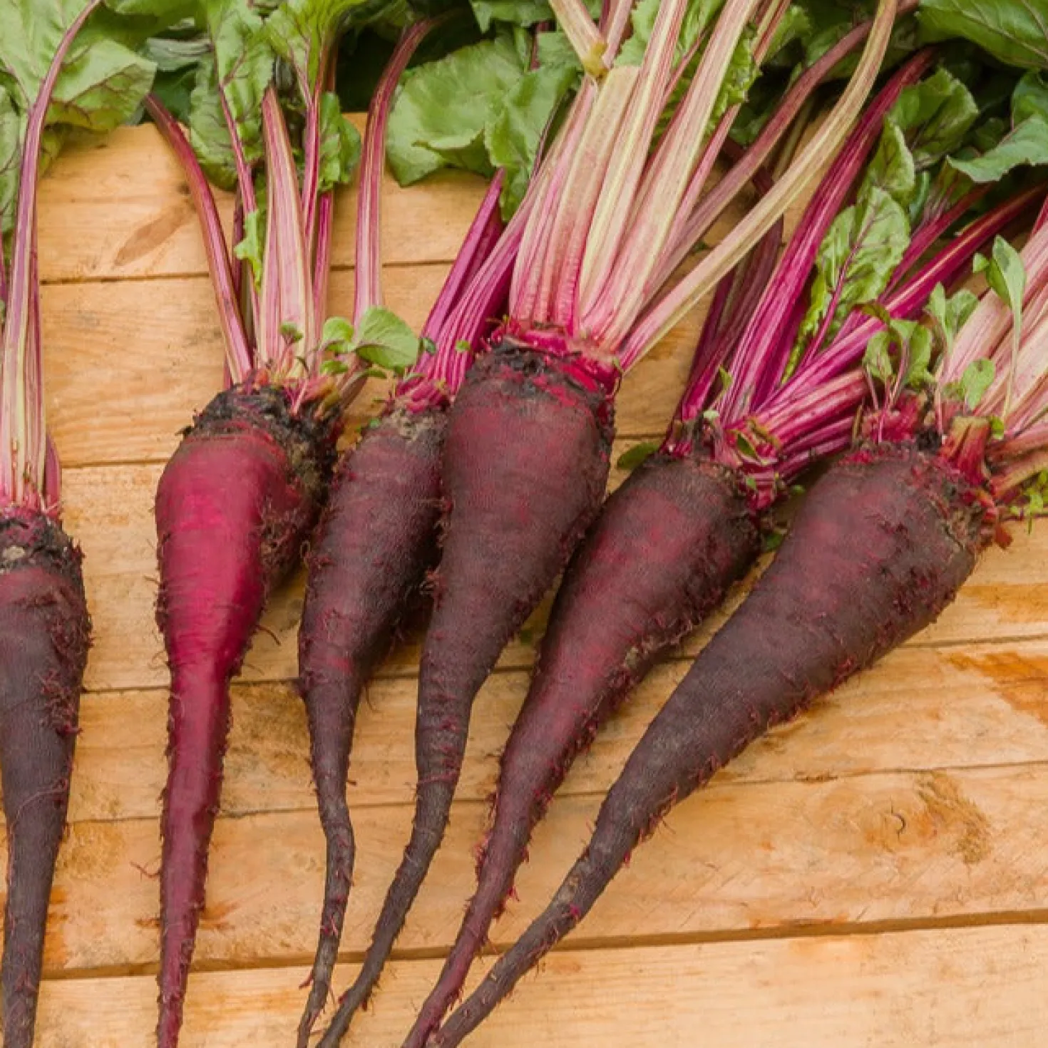 Rote Bete ‘Crapaudine’ - Süße Ernte, alte Sorte