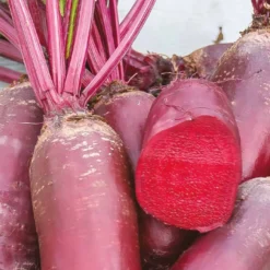 Rote Bete Cylindra Bio - Lange Rüben, leicht geschält