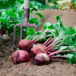 Rote Bete ‘Detroit 2’ Bio - Süße Ernte, kinderleicht