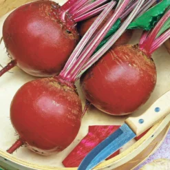 Rote Bete ‘Detroit 5 – Loki’ - Süß, tiefrot, lagerfähig