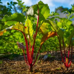 Rote Bete 'Ägyptische Plattrunde' - Süße Ernte, schnell gemacht