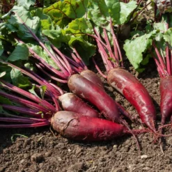 Rote-Bete-Kollektion - Drei Sorten, eine Ernte
