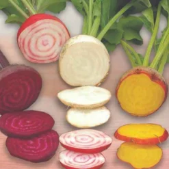Rote-Bete-Mischung ‘Hullahup’ - Bunte Ernte, kinderleicht