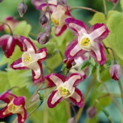 Rote Elfenblume - Grün, wo nichts wächst