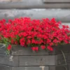 rote Elfenspiegel - Rotes Blütenmeer, ganz easy