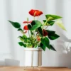 Rote Flamingoblume / Anthurium red - Rot, das monatelang hält