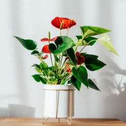 Rote Flamingoblume / Anthurium red - Rot, das monatelang hält