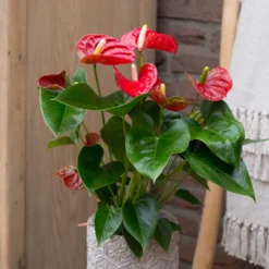Rote Flamingoblume / Anthurium red - Rot, das monatelang hält