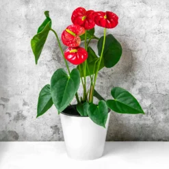 Rote Flamingoblume / Anthurium red - Rot, das monatelang hält